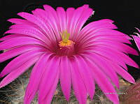 3R 00925 Mammillaria boolii.jpg