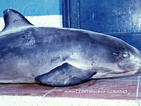 NBA0038 Phocoena sinus.jpg