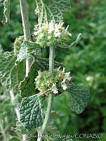 OTV4447 Marrubium vulgare.jpg