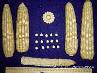 SinOPV283 Zea mays.jpg
