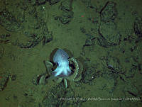 IFREMER-ICMyL-UNAM 0011 Octopus rubescens.jpg