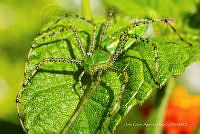 JCAD 015 Peucetia viridans.jpg
