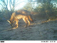 EPRM007 Canis latrans.jpg
