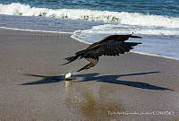 PAGJ01 Pelecanus occidentalis.jpg