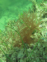 BDP0108 Dasya baillouviana.jpg