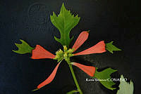ME010 KV 02032 Euphorbia cyathophora Murray, 1786_.JPG