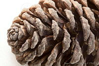 MASM03178 Pinus arizonica var. stormiae.jpg