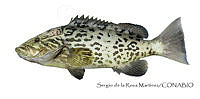 SRM0140 Mycteroperca microlepis.jpg