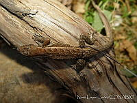 NLL0072 Sceloporus siniferus.jpg