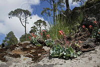 MASM07513 Echeveria sp..jpg