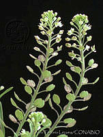 PTL0903 Lepidium virginicum.jpg