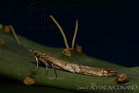 OIEA0004 Cactoblastis cactorum.jpg