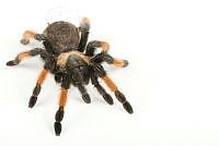 MASM07925 Brachypelma emilia.jpg