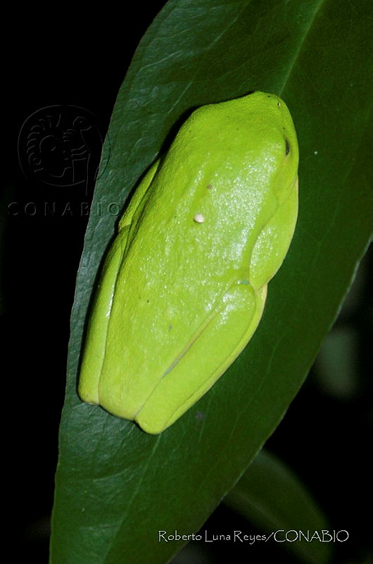 RLR015%20Agalychnis%20callidryas.jpg.jyeDuoP MQVBmRtjQA3g0JtbmFja29CbnFuZ3NAbXJ6LGtwZwA.BAvk0cqNaA