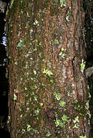 MDLLPG0139 Quercus rugosa.jpg