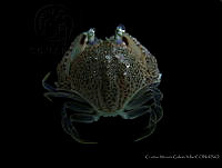 CMGV0126 Cryptosoma bairdii.jpg