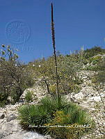 AJGM0332 Agave stricta.JPG
