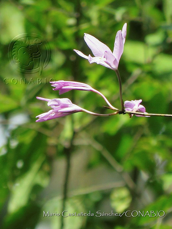 MCS132%20Laelia%20rubescens.JPG.nyfls D0McHtKSVjQA3g0JtbmFja29CbnFuZ3NAbXJ6LGtwZwA. PGEE21N5b