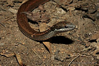 NJL0003 Coniophanes fissidens.jpg