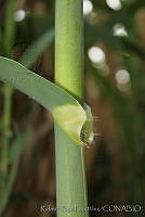 RBB0191 Arundo donax.tif