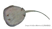 SRM0124 Himantura schmardae.jpg