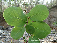 MEGA 0834 Coccoloba goldmanii.JPG