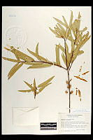 102076 Quercus viminea.jpg