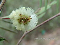 OTVBK029 0017 Acaciella angustissima.jpg