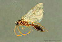 AGDE019-95 Brachycistis petiolata.jpg
