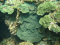 CGG0949 Porites astreoides.JPG