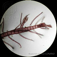 RYP0010 Spyridia filamentosa.jpg