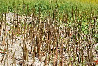 CD0063 Batis maritima.jpg