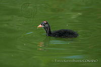 PRB0245 Gallinula galeata.jpg