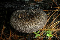 CHH0075 Strobilomyces strobilaceus.jpg