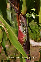 EMH 0013 Ustilago maydis.jpg
