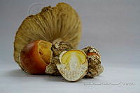 ZAPF 0647 Amanita muscaria var giesspwii.jpg