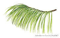 ANP0187 Pinus douglasiana.jpg