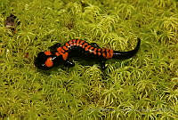 RACA 0054 Isthmura boneti.jpg