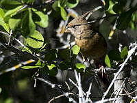 AAKVDH 0179 Cardinalis sinuatus.JPG