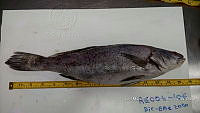RE006 0039 Totoaba.tif