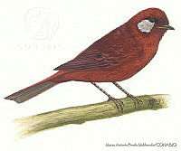 MAPM0232 Cardellina rubra.jpg