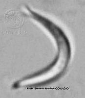 NE002 0064 Monoraphidium contortum.jpg