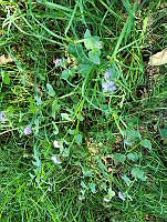 SG019 0147 Ageratum houstonianum.jpg
