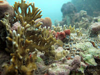 HPE126 Millepora alcicornis.jpg