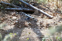LEMH040 Cyanocitta stelleri.JPG