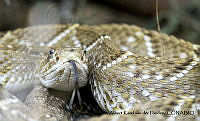 AAKVDH 0344 Crotalus basiliscus.JPG