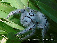 IM001 Paraphidippus fartilis.jpg