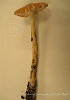 RGO0007 Amanita velosa.JPG