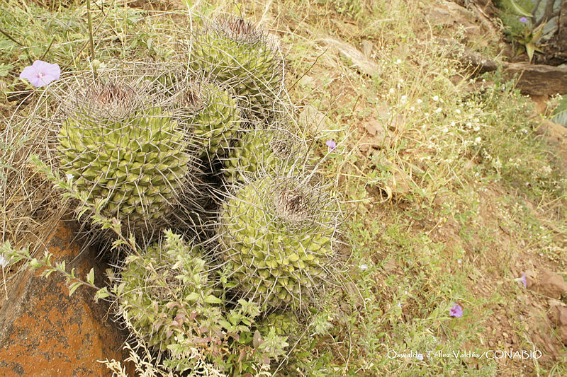 OTVHK040 737%20Mammillaria%20polyedra.TIF.nCjVz9j1MY3NwRVjQA0A.7 VmA 1Smj