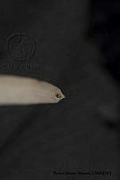 KT014 0028 Dentalium hancocki.JPG